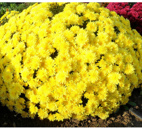 Хризантема Меридиан Дарк Еллоу (Meridian Dark Yellow)
